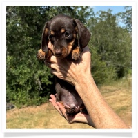 Yoo-Hoo's AKC & CKC Chocolate & Tan Short Hair Male (has rear dew-claws) Miniature Dachshund Puppy
