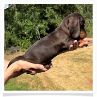 Yoo-Hoo's AKC & CKC Chocolate & Tan Short Hair Male (has rear dew-claws) Miniature Dachshund Puppy