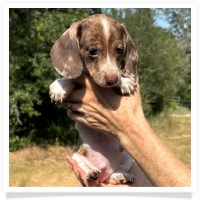 Yoo-Hoo's AKC & CKC Chocolate & Tan Dapple Piebald Short Hair Male Miniature Dachshund Puppy