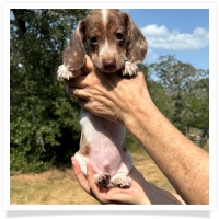 Yoo-Hoo's AKC & CKC Chocolate & Tan Dapple Piebald Short Hair Male Miniature Dachshund Puppy