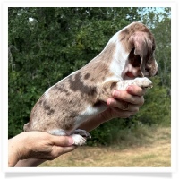 Yoo-Hoo's AKC & CKC Chocolate & Tan Dapple Piebald Short Hair Male Miniature Dachshund Puppy